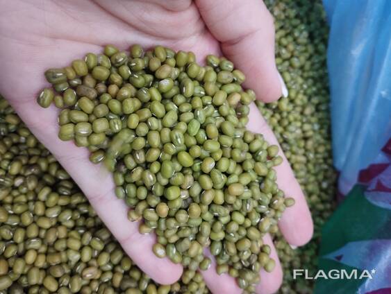 Зелёный маш . Бобы мунг