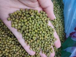 Зелёный маш . Бобы мунг